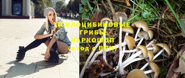 PSILOCYBIN Аркадак